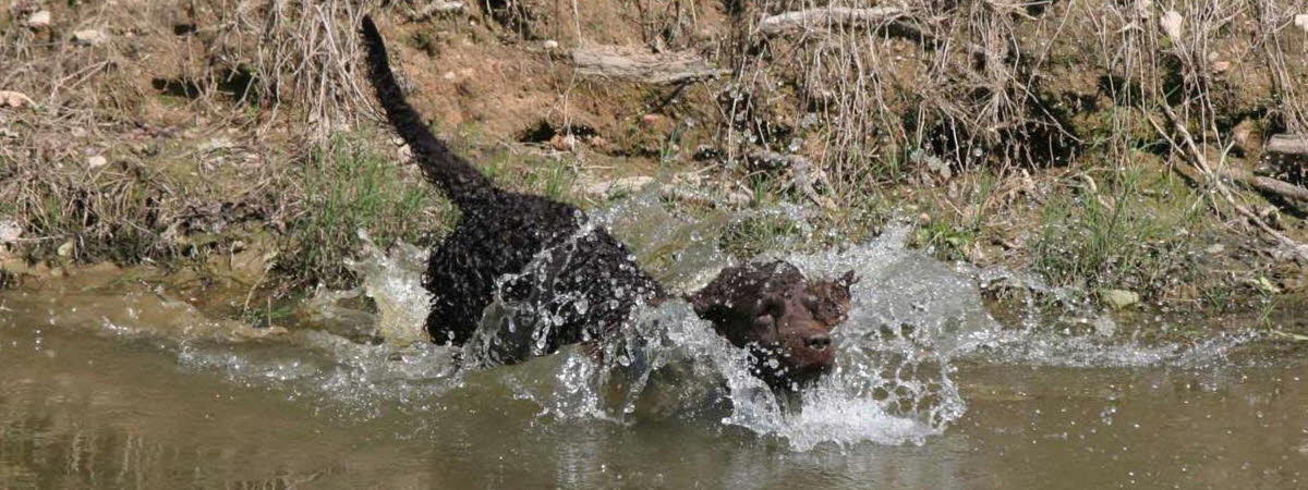 American Water Spaniel