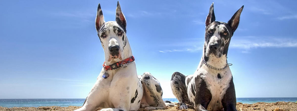 Great Dane