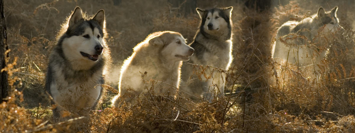 Malamute