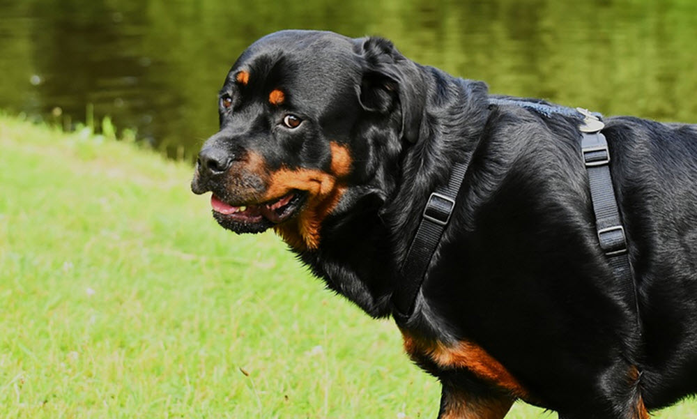 rottweiler